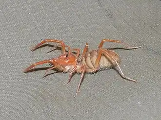 Description de l'image Zeria monteiri 46666.jpg.