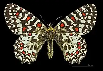 ♂ Villegailhenc MHNT