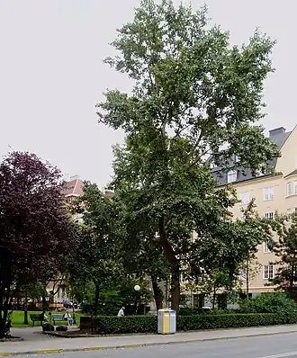 Image illustrative de l’article Parc Monica Zetterlund