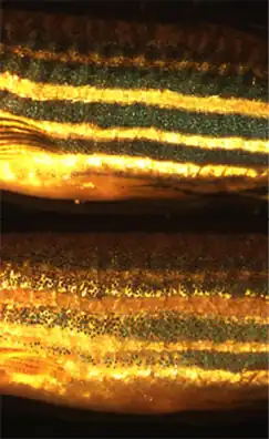 Deux poissons zèbres : celui du haut, qui est resté à l'obscurité, présente des rayures sombres, alors que celui du bas, qui est resté à la lumière, présente des rayures à peine plus sombres que la couleur de fond.