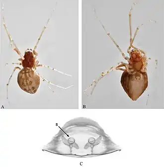 Description de l'image Zilephus granulosus (10.3897-evolsyst.2.24122) Figure 6.jpg.