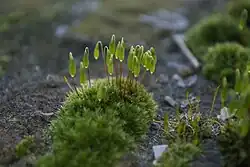 sporophytes
