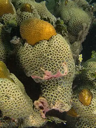 Description de cette image, également commentée ci-après