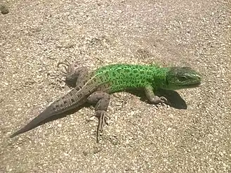 Description de cette image, également commentée ci-après