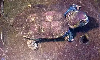 Description de cette image, également commentée ci-après