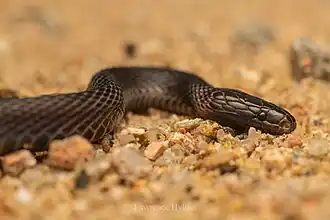 Description de l'image Zong's Odd-scaled Snake, Qingyuan, CN-GD, CN imported from iNaturalist photo 405433819.jpg.