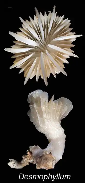 Desmophyllum dianthus