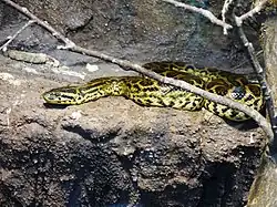Anaconda jaune (Eunectes notaeus).