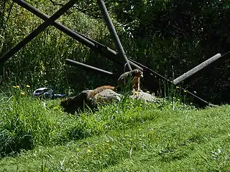 Un lémur couronné du zoo, avec un vari noir et blanc sur la gauche.