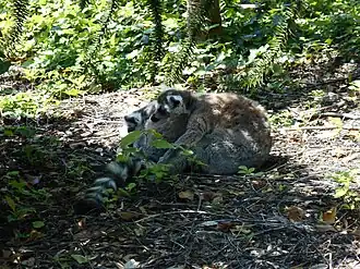 Deux maki catta se reposant dans la réserve malgache.