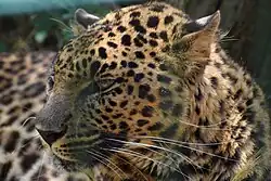 Léopard (Panthera pardus)