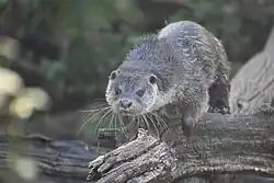Loutre d'Europe (Lutra lutra)