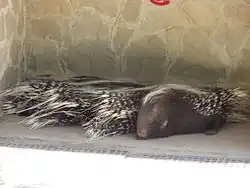 Trois gros rongeurs couchés, avec de gros piquants à l'arrière du corps