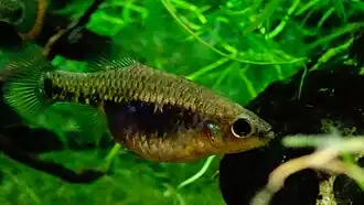 Femelle gravide sur le point d'expulser ses jeunes.