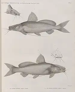 Bayad fitilé (Porcus bayad) et Bayad docmac (Porcus docmac)