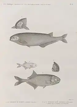 Mormyre de Behbeyt (Mormyrus dprsalis) et Mormyre bané (Mormyrus cyprinoides) : a) Individu à l'âge où il commence à descendre le fleuve
