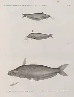 Silure oudnei (Silurus auritus) et Silure schilbé (Silurus mystus)