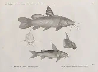 Pimelode karafche (Pimelodus biscutatus) et Pimelode aboureal (Pimelodus auratus)