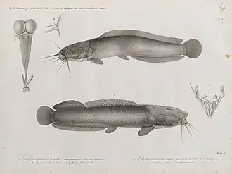 Hétérobranche harmout (Heterobranchus anguillaris) : Myologie de l'épaule du Harmout et de l'os furculaire ; Hétérobranche halé