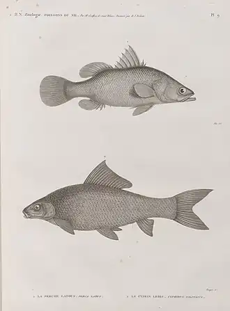 Description de l'image Zoologie. Poissons du Nil. 1. La Perche latous (Perca latus); 2. Le Cyprin lebis (Cyprinus niloticus) (NYPL b14212718-1268508).jpg.