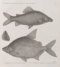 Characin nefasch (Characinus nefasch) et Serrasalme citharine (Serrasalmus citharus)
