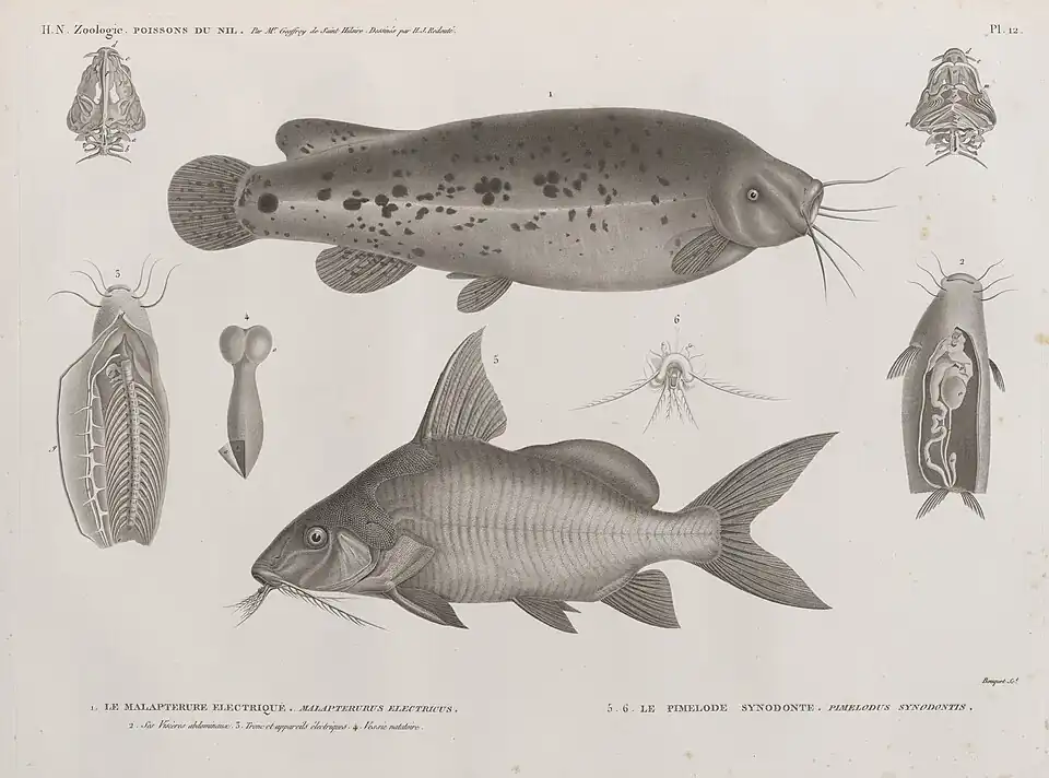 1. Le Malapterure electrique (Malapterurus electricus);2. ses viscères abdominaux, 3. tronc et appareils, 4. vessi natatoire;5.6. Le Pimelode synodonte