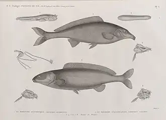 Mormyre oxyrhynque (Mormyrus oxyrhyncus) ; Mormyre d'Hasselquist (Mormyrus caschive) ; 3-8. Anatomie des Mormyres