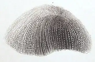 Description de l'image Zoopilus echinatus in Dana 1846.jpg.