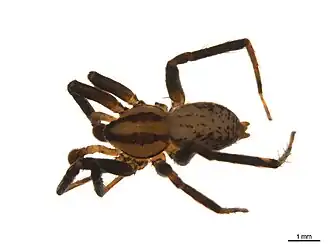 Description de l'image Zora hespera.jpg.