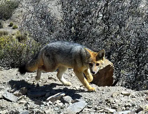 Renard de Magellan à l'entrée de la réserve naturelle de Villavivencio, 2015
