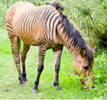 Description de l'image Zorse2.jpg.