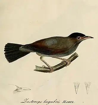 Description de l'image Zosterops lugubris - Beitrag zur Ornithologie Westafrica's (cropped).jpg.