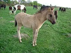 Un poulain de couleur fauve laineuse devant des juments.