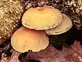 A Hypholoma dans un trou profond dans l'entrejambe du tronc d'un  Aulne (« Alnus »).