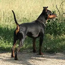 Pinscher nain noir, oreilles et queue non coupées