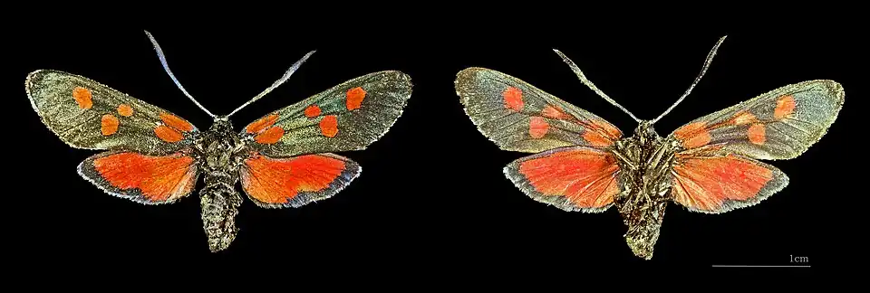 Les deux faces, au muséum de Toulouse.