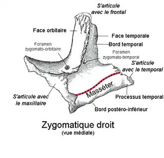 Os zygomatique avec l'insertion du masséter.