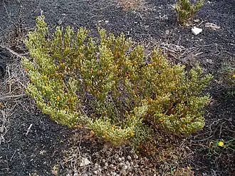 Zygophyllum fontanesii à Lanzarote.