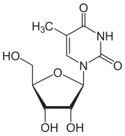 Image illustrative de l’article Ribothymidine