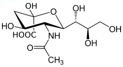 Image illustrative de l’article Acide N-acétylneuraminique
