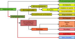 "Représentation graphique de la classification phylogénétique"