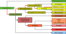 "Représentation graphique de la classification phylogénétique"