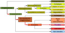 "Représentation graphique de la classification phylogénétique"