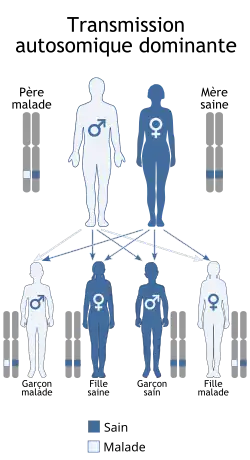 Description de l'image Autosomal dominant - fr.svg.