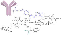 Image illustrative de l’article Inotuzumab ozogamicine