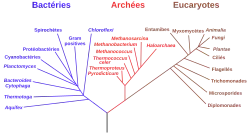 Arbre phylogénétique avec pour branches les relations de parenté entre des groupes d'êtres vivants