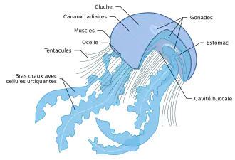 Anatomie d'une méduse scyphozoaire.