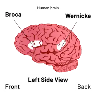 Description de l'image Brain - Broca's and Wernicke's area Diagram.svg.
