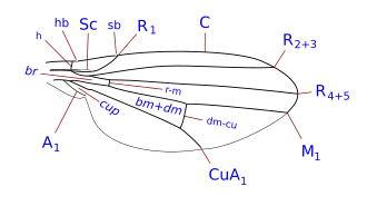 Description de l'image Camilla wing veins.svg.