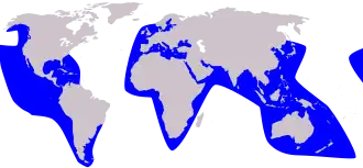 Description de l'image Cetacea_range_map_False_Killer_Whale.svg.